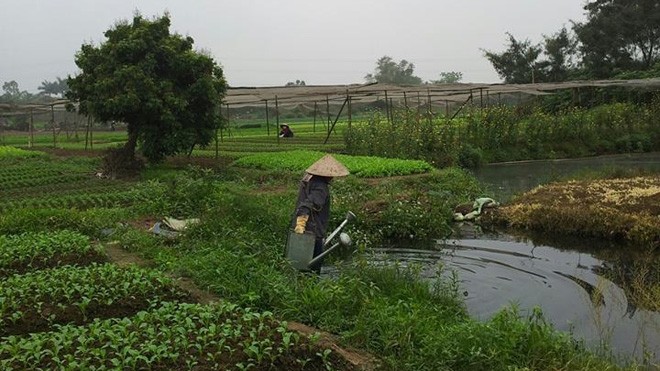 Nguồn nước bẩn được người dân dùng để tưới rau tại thôn Phúc Lý, Minh Khai, Từ Liêm. Ảnh: Minh Vân