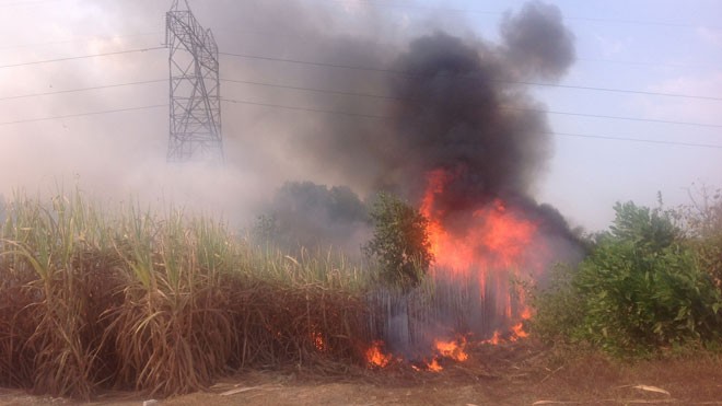 Vụ cháy rẫy mía ngày 10/3 gây mất điện 4 khu công nghiệp tại Đồng Nai và các vùng lân cận Ảnh: Phạm Tùng
