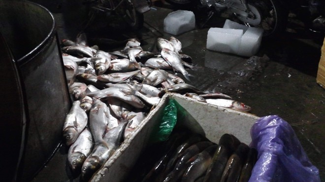 Sản phẩm cá mè ươn lạnh được bán với giá 10 nghìn đồng một kilogam tại chợ cá Yên Sở