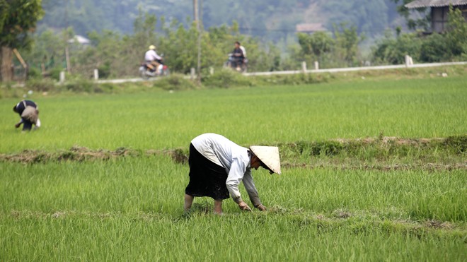 Người dân tộc Thái đang làm lúa tại cánh đồng xã Mường Phăng, huyện Điện Biên, TP Điện Biên. Ảnh: Như ý