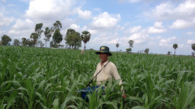  Nông dân Kiên Giang đang thay thế dần lúa bằng trồng ngô lai