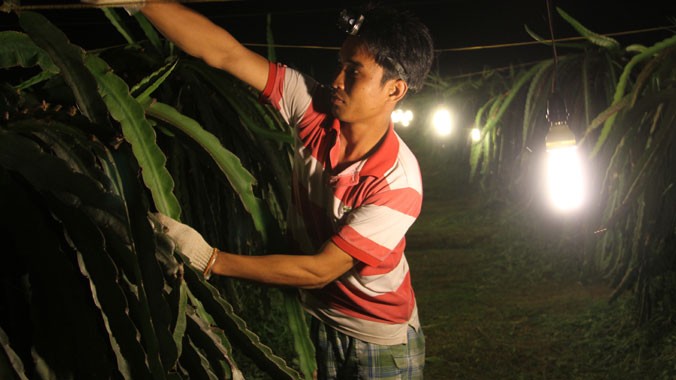 Từ nhiều năm qua, trang trại thanh long Ngọc Hân của ông Ung Ngọc Hải (Hàm Kiệm, Hàm Thuận Nam, Bình Thuận) rộng 18 ha đã sử dụng toàn bộ đèn compact thay cho đèn sợi đốt với hiệu quả cao