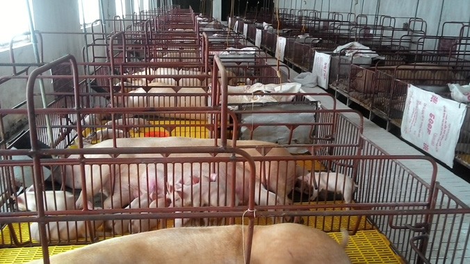 Chuồng lợn nái ở trang trại tại Trấn Yên của Cty CP