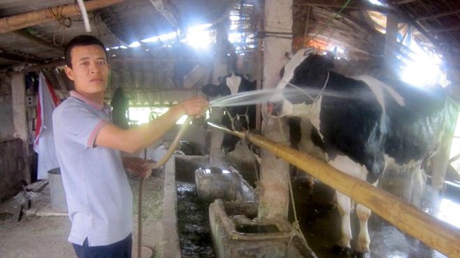 Anh Tống Huy Quỳnh làm giàu từ nuôi bò sữa, trở thành một điển hình thanh niên làm kinh tế giỏi tại thôn Hoàn Dương, xã Mộc Bắc, huyện Duy Tiên, Hà Nam. Ảnh: Tuấn Anh