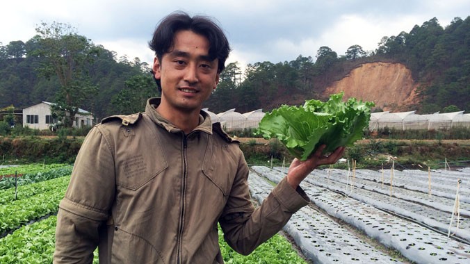 Người Nhật hướng dẫn trồng xà lách tại Đạ Nghịt