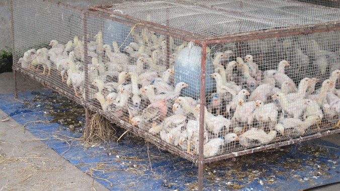 Chợ giống Đại Xuyên đang được theo dõi sát sao về virus H5N6. Ảnh: Quốc Hùng