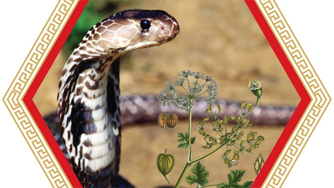 Cao rắn hổ mang - Vị thuốc quý dùng cho bệnh gai cột sống