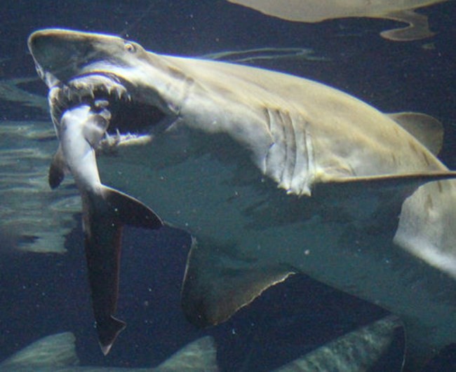 Con cá mập lớn cố gắng ăn thịt con cá mập nhỏ. Ảnh: CEN