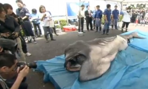  Con cá mập miệng rộng được tìm thấy ở Nhật Bản. (Nguồn: dailymail.co.uk) 
