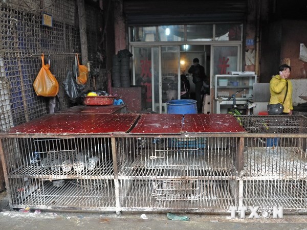 Các chợ gia cầm ở thủ phủ Trường Sa, tỉnh miền trung Hồ Nam đã dừng bán gia cầm. Ảnh: THX/TTXVN 