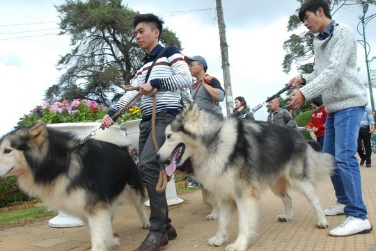 Trong cuộc diễu hành, chủ của những con chó này đã phải khá vất vả mới có thể điều khiển nổi chúng đi nề nếp, trật tự theo ý mình. 