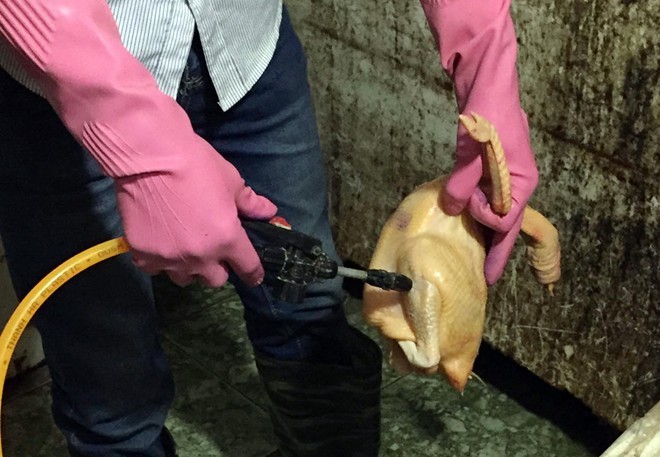 Thời điểm kiểm tra, nhà chức trách bắt quả tang nhân viên cơ sở bán gia cầm này đang bơm dung dịch chất lỏng vào gà đã qua sơ chế. 