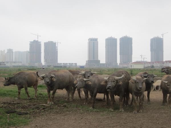 Nhiều dự án bất động sản bị bỏ hoang thành bãi chăn thả gia súc. Ảnh minh họa