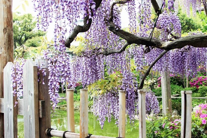 Vẻ đẹp mê hoặc của hoa Fuji ở Nhật Bản