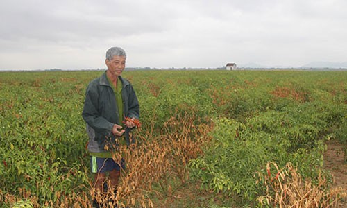 Nhiều ruộng ớt chín rục bị nông dân bỏ mặc vì doanh nghiệp Trung Quốc không thu mua như cam kết. Ảnh: NLD.