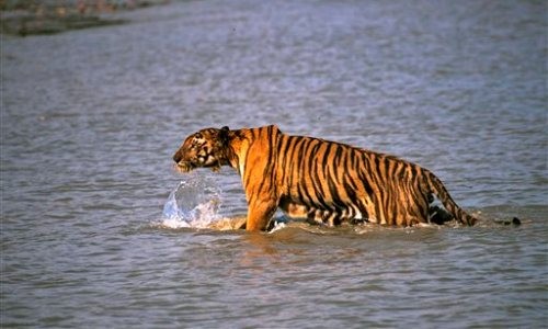 Một con hổ Bengal đang lội nước ở Ấn Độ. Ảnh: AP