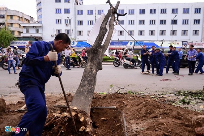 Nguyễn Chí Thanh là một trong số những tuyến đường cây bị chặt hạ sớm nhiều ngày qua. Ảnh: Zing