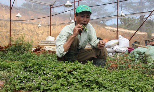 Công nhân tại Trung tâm quốc tế Rừng nhiệt đới – Vườn quốc gia Bidoup Núi Bà ăn thử rau rừng ngay tại vườn.