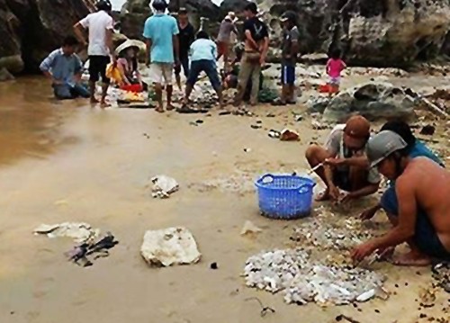 Bắt và sơ chế hải sâm tại bãi biển ở Phú Quốc. Ảnh: A.X