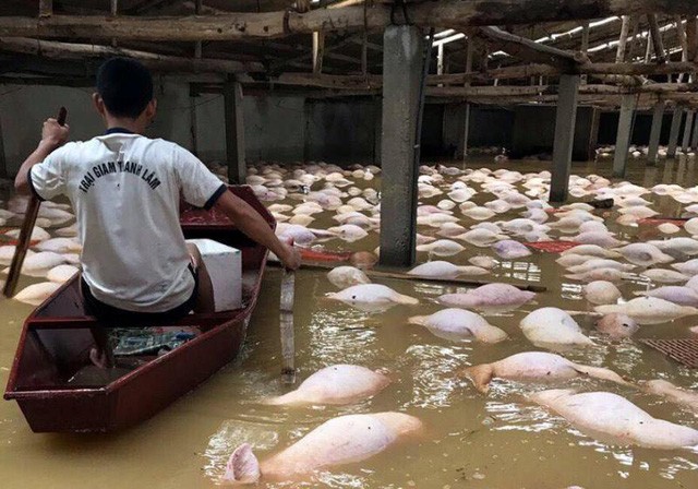 Hàng nghìn con lợn của trang trại ở Thanh Hóa chết đuối trong lũ
