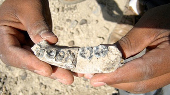 Mẩu xương răng hàm dưới hóa thạch vừa tìm thấy.