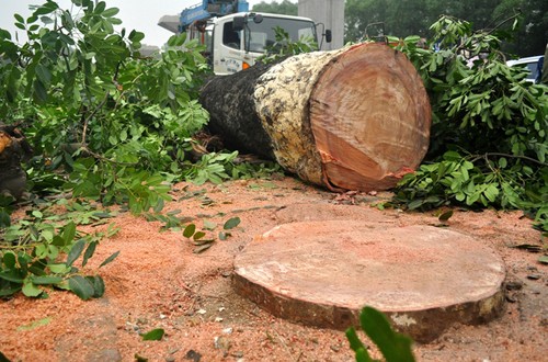 Nhiều cây xanh ở Hà Nội bị đốn hạ, di chuyển. 