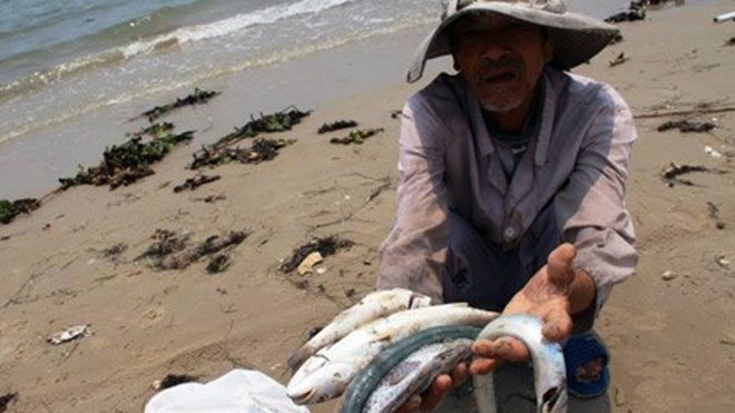 Cá chết hàng loạt những ngày qua ở vùng biển Hà Tĩnh.