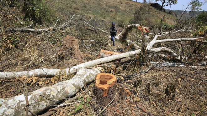 Hiện trường một vụ phá rừng xảy ra tại Lâm Hà