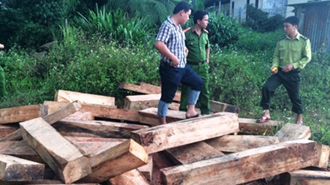 Hàng trăm phách gỗ pơ mu được tập kết gần Trạm Kiểm soát biên phòng Đắc Ốc