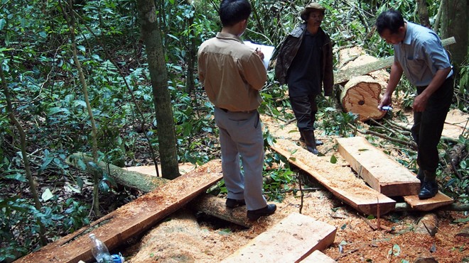 Kiểm tra hiện trường một vụ xẻ thịt cây rừng ở Lâm Đồng