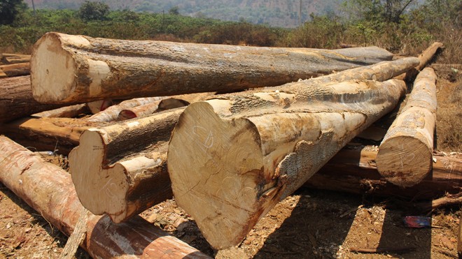 Hiện trường gỗ lậu ở xã Quảng Sơn