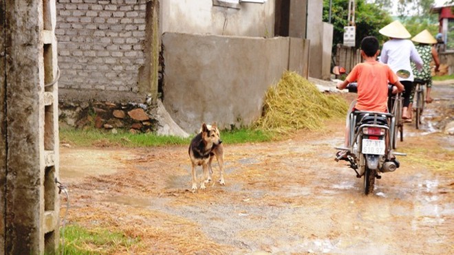 Sáng 29/9, ở xã Hưng Trung nhiều con chó nhà vẫn chạy rong khắp nơi.