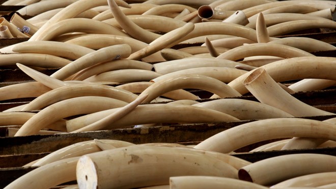 Việt Nam sẽ tổ chức tiêu hủy hơn 2 tấn ngà voi buôn bán trái phép vào ngày 12/11 tới. 
