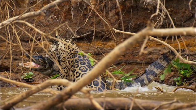 Một nhà khoa học đã ghi lại cảnh săn mồi ngoạn mục của báo đốm tại vùng đất ngập nước trong rừng già Brazil.