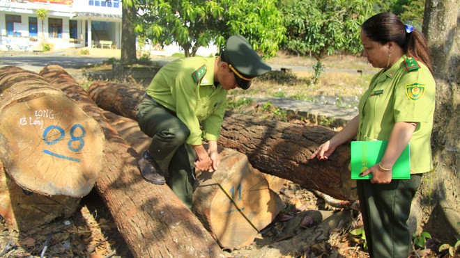  26 lóng gỗ được phát hiện tại huyện Kon Rẫy