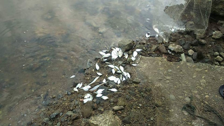 Cá chết dạt vào bờ biển, lạch sông tại vùng Chân Mây sau khi mặt biển xuất hiện vệt nước vàng đục hôi thối kéo dài nhiều ngày.
