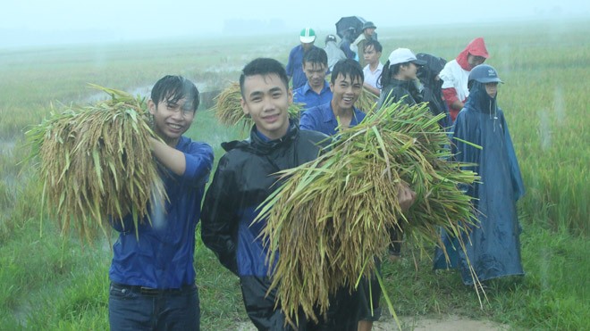Đoàn Thanh niên giúp dân gặt lúa, chạy bão