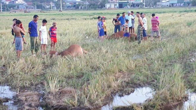 Năm con bò của ba hộ dân xã Quang Lộc bị điện giật chết.