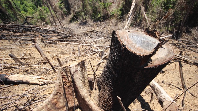 Vụ phá rừng phòng hộ tại Quảng Nam: Do buông lỏng quản lý?
