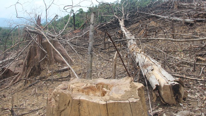 Ai đứng sau các vụ phá rừng phòng hộ ở Quảng Nam?