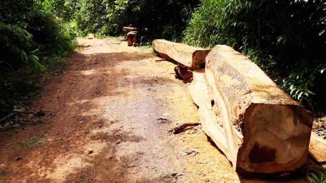 Số gỗ vô chủ nằm rải rác trên đường biên do Đồn biên phòng Suối Cát quản l ý