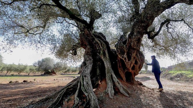 Người phụ nữ nhìn vào cây oliu hơn 1000 năm tuổi