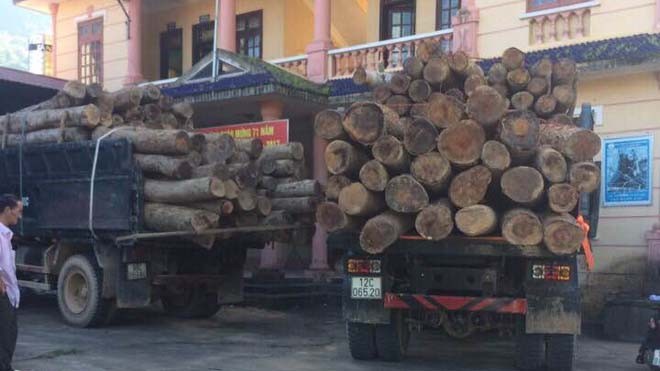 2 xe chở gỗ lậu bị tạm giữ tại hạt kiểm lâm huyện Bình Gia *ảnh: N.D.C