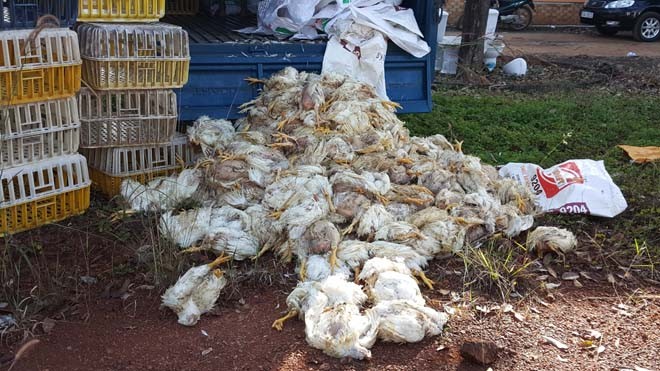 / Nếu không bị phát hiện, người tiêu dùng ở Đồng Nai sẽ phải dùng hơn nửa tấn gà chết đã bốc mùi 