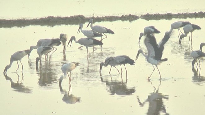 Hàng chục nghìn chim quý hiếm bay về Vườn Quốc gia Tràm Chim
