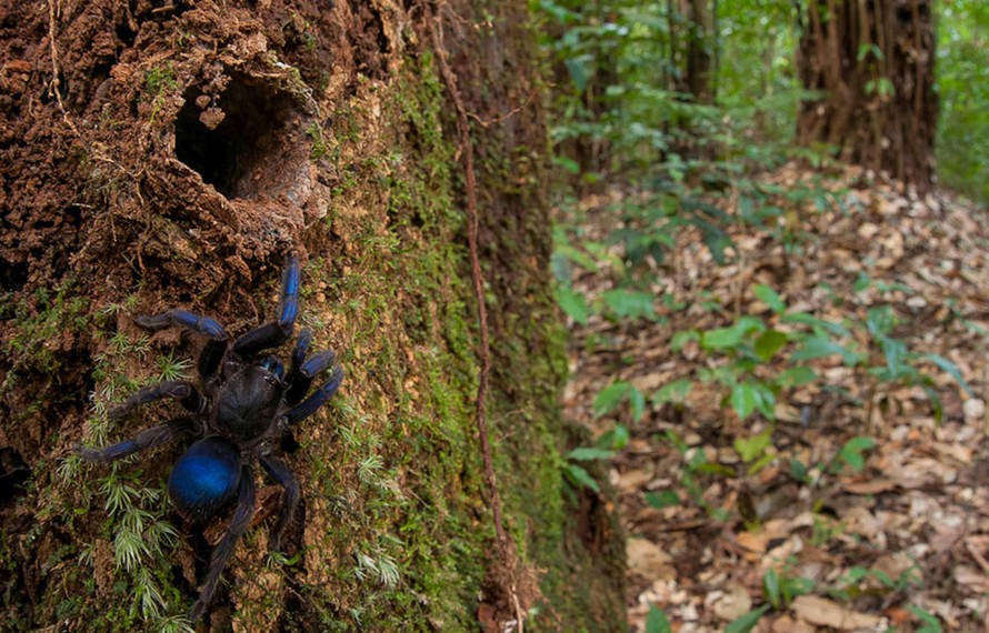 Nhện Tarantula ở rừng mưa Guyana