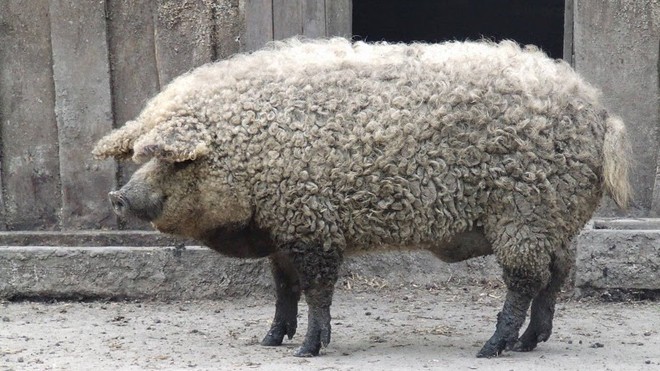 Mangalica là giống lợn có bộ lông giống cừu và chúng đã gần như tuyệt chủng vào những năm 90 thế kỷ trước.