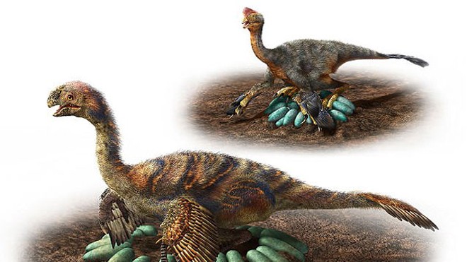 Cách sắp đặt trứng và ấp trứng của loài Oviraptorosaurs.