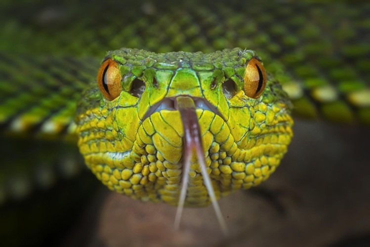 Hình ảnh đẹp kiêu sa của những con rắn độc được nhiếp ảnh gia người Indonesia, Aditya Permana chụp được bằng ống kính macro, khiến người xem không khỏi rùng mình khi thưởng thức.(Nguồn Sina) 