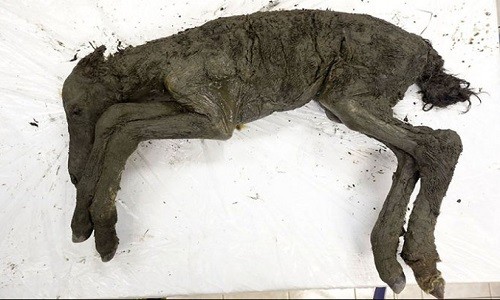 Con ngựa non trông như đang say ngủ sau 40.000 năm. Ảnh: Science Alert.